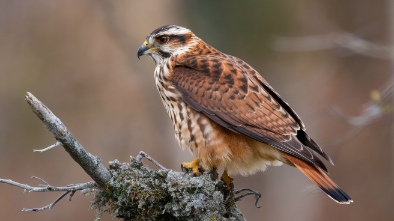 cascades raptor center